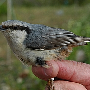 Nötväcka, Sundre 20070525